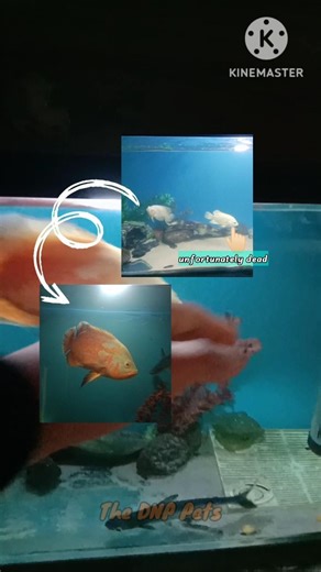 🔥 Best Food for Oscar Fish #shorts #fish #monsterfish #oscars #aquarium #viral #like