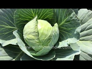 Cabbage farm harvest | Vegetable farm | Growing food in India