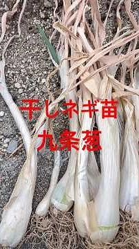 干葱苗 九条ねぎ 植え付け #干しネギ #九条ねぎ #九条葱 #九条ネギ #干葱 #家庭菜園