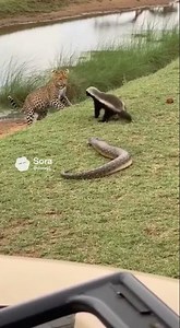 Angry Honey Badgers Confront a Leopard 🦡🔥🐆 #Wildlife #AnimalShowdown #wildlife #africananimal