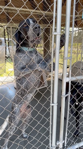 121K views · 1.2K reactions | Attention Hunters! Come see what we have  | Colleton County Animal Services | Facebook