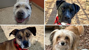 Adult dog adoption fees discounted at the Humane Society of the Pikes Peak Region
