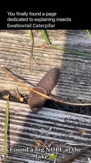 Explaining Insects 🦋 on Instagram: "The swallowtail caterpillar is the larval stage of swallowtail butterflies and is known for its clever defense and dramatic appearance. When young, it often mimics bird droppings to avoid predators. As it grows, it transforms into a bright green caterpillar with bold eye-like markings that make it look larger and more intimidating than it really is. One of its most unique features is the osmeterium — a forked, fleshy organ hidden behind the head. When threate