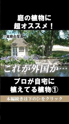 プロが自宅に植えているお勧めの植物その①「アガパンサス」#ガーデニング #エクステリア #リフォーム #新築 #注文住宅 #shorts