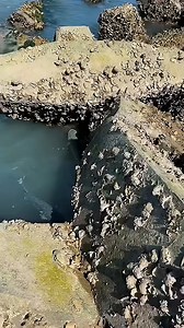 21K views · 66 reactions | Hand vs. Shark: Ultimate Island Survival Test #fish #peixe #fishing #pescaria ##foryouシpage #fouryouシ | Hoodfishing_entertainment | Facebook