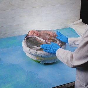 133K views · 196 reactions | The Beginning of Life: How It Starts | 5-Minute Crafts Family | Facebook