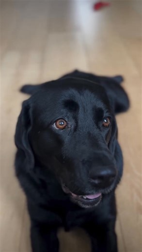 Every home deserves the love of a Labrador  Our beautiful Lab puppies are looking for forever families free, but only for genuine Labrador lovers  Give love, receive loyalty.  #LabradorLovers #FreeLabPuppies #MariannaLabradorPuppies #AdoptDontShop #LabLife #DogLovers - | Florence And Home Training Labrador Retriever Puppies | Facebook