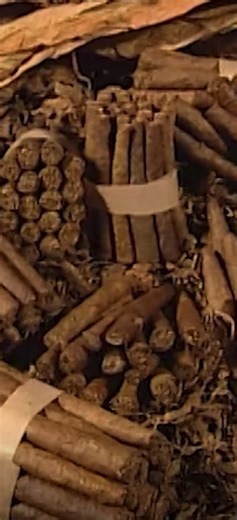 Cómo se Elaboran los Puros Artesanales: Del Secado del Tabaco al Caliqueño Final