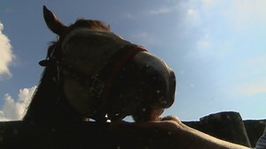 Kentucky Derby Museum launches horse farm tour