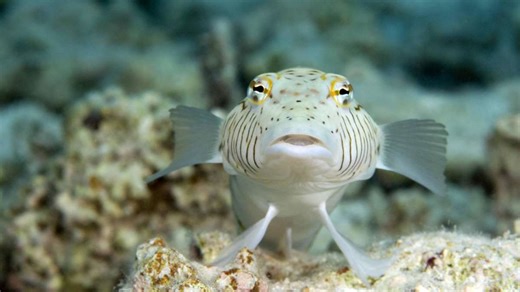 Vorsicht an der Küste: Giftiger Fisch sorgt für lebensbedrohliche Stiche an Nord- und Ostsee