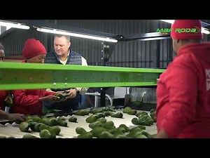 2025 - AVORIDGE (SOUTH AFRICA) - Avocado packing line - POMONE IV P112.5 Inclined