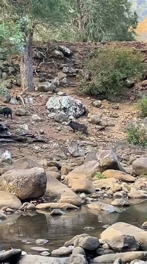 Bow Hunting Headshot! #archeryhunting #archery #bowhunting #headshot #chasse #caza #hoghunting