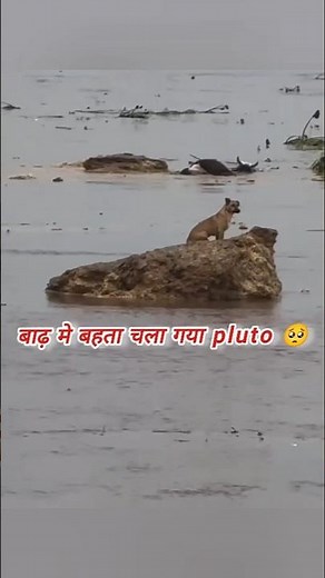 बाढ़ में बह गया हमारा Pluto 🥺 | Sad Moment"Street Dog Pluto का आखिरी पल 😢 | Emotional Video"