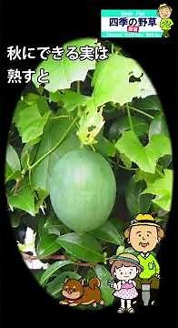 四季の野草 散策 43 烏瓜カラスウリ#植物#自然散策#野の花#つる植物