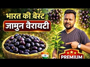 भारत की सबसे प्रीमियम जामुन वैरायटी 🌳| 1 पेड़ देगा ढेर सारे मीठे जामुन | Best Jamun Variety in India