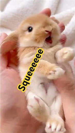 Baby Bunny SQUEAKS During Belly Rubs! 🥺🐰 #Bunnies #ViralVideo