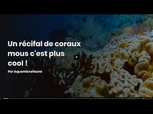 Un récifal de coraux mous c'est plus cool !