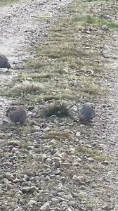 Some beautiful grey partridge out looking for some breakfast. Always a pleasure to see this species thriving on our moors. 🎞️ Video courtesy of North Pennines Moorland Group. | Moorland Association