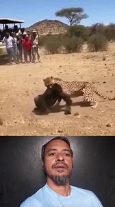 213K views · 3.2K reactions | চিতাবাঘ ও শিপপানজি। #Amazing #OMG #reels #BMW #foryou | BSL Saokat TECH 30 | Facebook