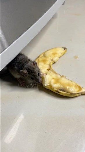 How to get rid of mice at home with an easy homemade trick (without spending money)
