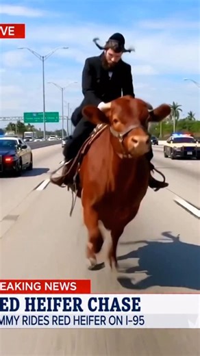 Rabbi Shimon on Instagram: "The Talmud teaches that the red heifer (Parah Adumah) is one of the most mysterious and paradoxical commandments in the Torah, emphasizing both ritual purity and the limits of human understanding. In tractate Parah and Mishnah Parah, the sages discuss in detail the preparation of the ashes, the exact criteria for the cow (completely red, without blemishes, and unworked by humans), and the method of sprinkling the water of purification. The Talmud highlights that while