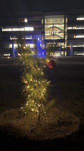 Moon Tree's Second Christmas🎄 Our ‘Moon Tree’ seedling that flew around the Moon on the NASA Artemis I mission is celebrating its second holiday season at #NASAMarshall. They really do grow up fast! Learn more about the Artemis Moon Trees that live all across the U.S. >> https://go.nasa.gov/3Y9F6lz | NASA's Marshall Space Flight Center