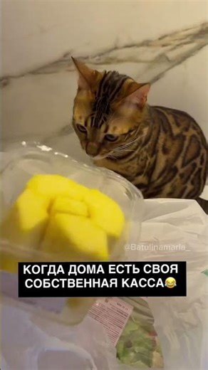 Своя касса 😎🤣 #humourmemes #юмор #смехпродлеваетжизнь #смешновидео #прикол #cat #новогоднеевидео