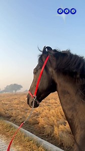 5.5K views · 1K reactions | STALLION DAANVEER Stud services at Sirsa Haryana 9728123434 #ghodealajoda | Ghode Ala joda | Facebook
