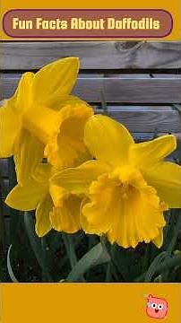 Hello Spring 🌼 Daffodil Fun Facts for Kids & Toddlers| Calm Nature Moments #childhoodnature