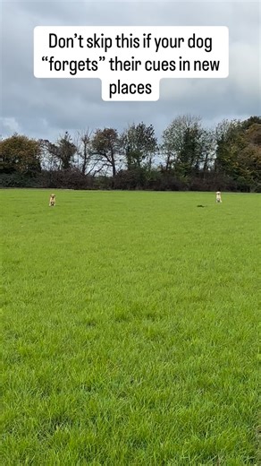 1.4K views | Dogs don’t transfer learning automatically. Sit in the kitchen doesn’t mean sit at the park. Revisit your basics in new places and reward generously to rebuild confidence.  Where does your dog struggle most home, park, or class? #dogtrainingtips #puppytraininguk #positivedogtraining #developyourdog #gundogtraining #dogtraineruk #dogtrainingadvice | Develop Your Dog | Facebook