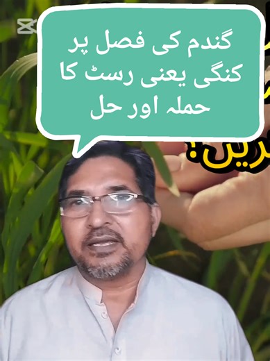 rust attack on wheat and its solution #punjab #striprust #yellowrust #brownrust #wheat