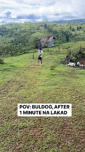 41K views · 1.2K reactions | Pango problems #pug #pet #dog #cromwell | Cromwell | Facebook