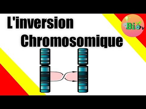 Inversion chromosomique Pericentrique et paracentrique