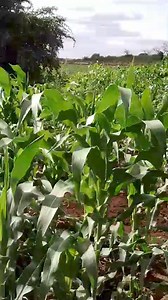 3.1K views · 36 reactions | Maize farming purposely for livestock fodder | African Farm Resource Centre | Facebook