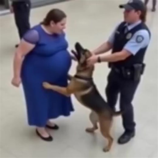 Dog Barks Repeatedly at a 7 Month Pregnant Woman… See more | U Win Hlaing