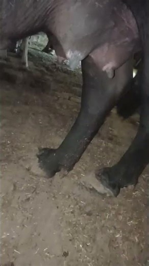 murra bufflo trending new short viral bufflo quality ❤️❤️