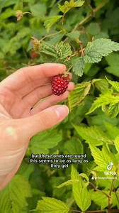 Salmon Berries #salmonberries #foraging #foodforfree #raspberries #nature #foodblogger | Finders Feeders