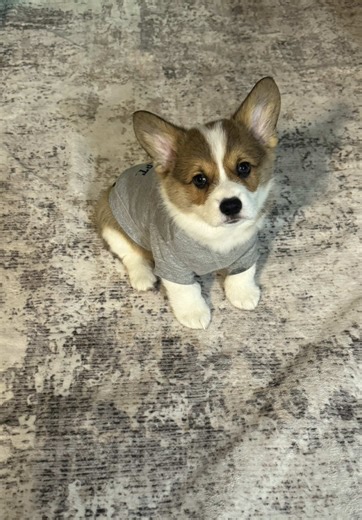 Adorable Corgi Puppy Moments