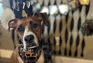 People and dogs caught in same fight against Valley fever