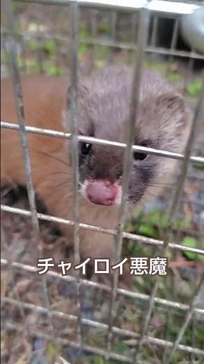 これがイタチの鳴き声だ！！