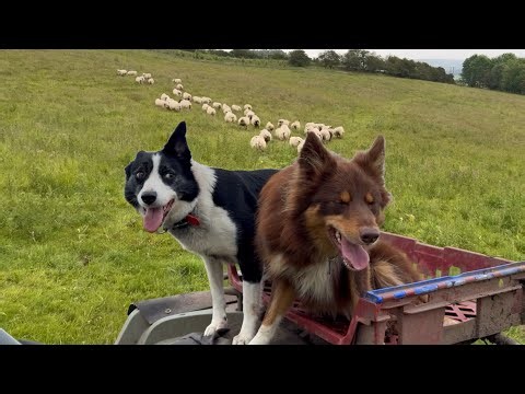 Sheepdog duo showcase there skills herding sheep