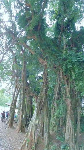 Cây xanh Làng ế vợ, cảnh làng quê trong phim Ma Làng