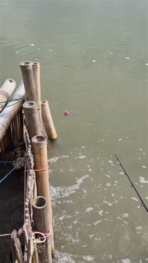 barramundi attack