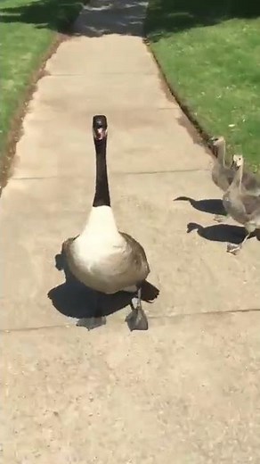 Goose Hissing at me to Protect the Babies