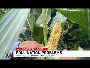 What's Really Causing the Tight Tassel Wrap Pollination Problems This Year?