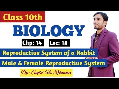 Reproductive System of a Rabbit || Male & Female Reproductive System || 10th Bio Chp 14 Lec 18