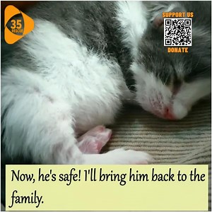 11K views · 622 reactions | CPR Helps Save The Life Of A Small Kitten Who Stopped Breathing. | Hope For Pets | Facebook