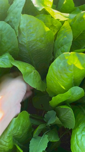 Cos Lettuce Homegrown #backyardgarden #organicgardening #harvest #coslettuce #freshfood #freshvegetables #autumn #homegrown #vegetablegardening #gardenlover | GrowwithChea