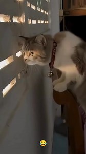 3.5K views · 23 reactions | gossip neighbors haha #animal #cuteanimal #foryou #MarkZuckerberg #Chatgpt #viral #funny #everyone #Amazing #california #memes | Pastor Antonio Menezes | Facebook