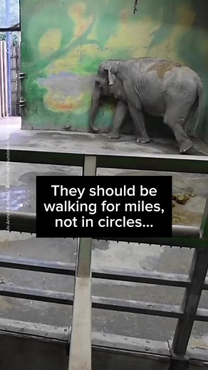 The Truth About Animal Captivity and Welfare